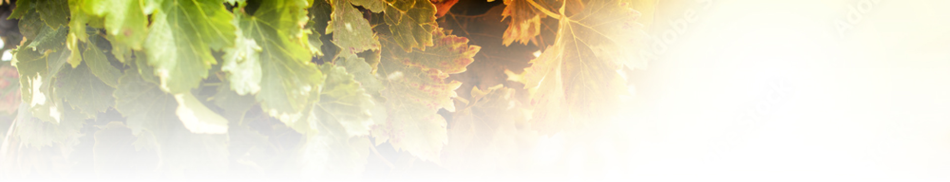 Chateau saint vincent Bordeaux, Chateau saint vincent Budos, Chateau saint vincent Sauternes, Cherchy desqueyroux Bordeaux, Cherchy desqueyroux Budos, Cherchy desqueyroux Sauternes, Graves Bordeaux, Graves Budos, Graves Sauternes, Sauternes Bordeaux, Sauternes Budos, Sauternes Sauternes, Vignobles Bordeaux, Vignobles Budos, Vignobles Sauternes